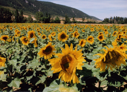 Spanish Sunflowers picture